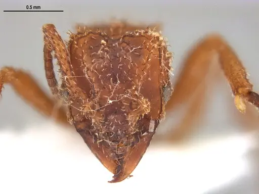 Mycetomoellerius cirratus specimen UFV-LABECOL-005105 image ufv-labecol-005105_2