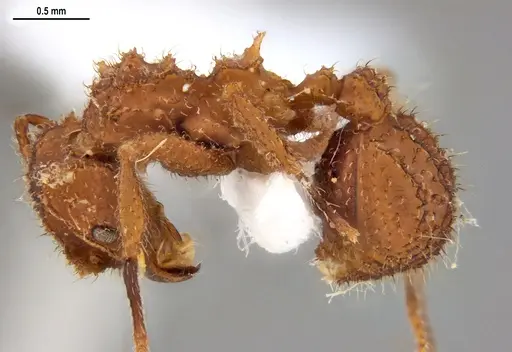 Mycetomoellerius cirratus specimen UFV-LABECOL-005105 image ufv-labecol-005105_3