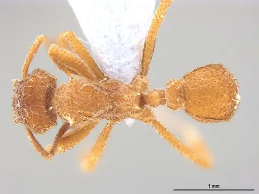 Mycetomoellerius compactus specimen MZSP90591 image mzsp90591_1