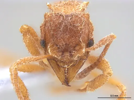 Mycetomoellerius compactus specimen MZSP90591 image mzsp90591_2