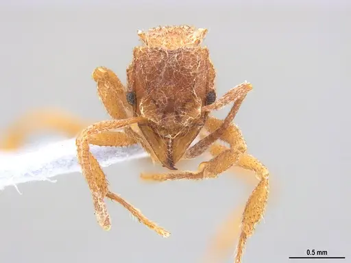 Mycetomoellerius compactus specimen MZSP90591 image mzsp90591_3