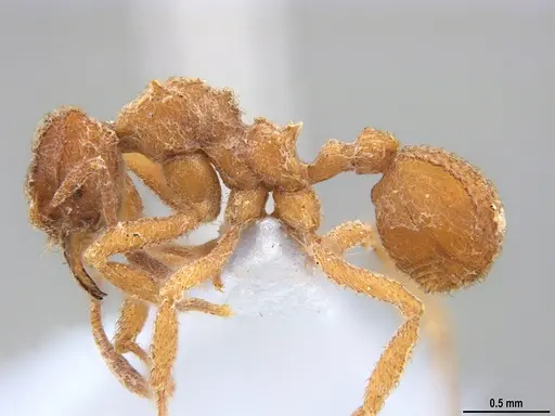Mycetomoellerius compactus specimen MZSP90591 image mzsp90591_4