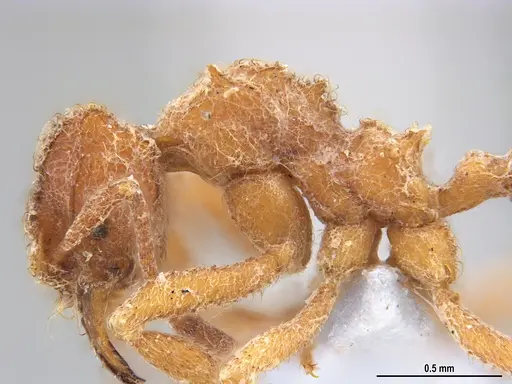 Mycetomoellerius compactus specimen MZSP90591 image mzsp90591_5