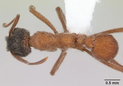 Mycetomoellerius dichrous specimen CASENT0178105 image casent0178105_1