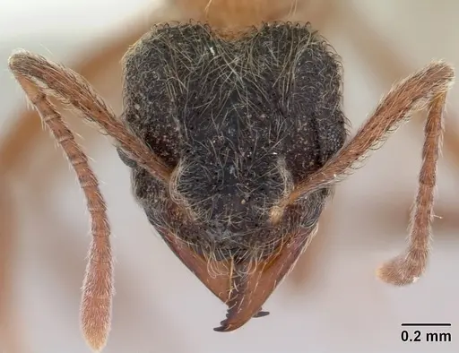 Mycetomoellerius dichrous specimen CASENT0178105 image casent0178105_2