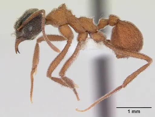 Mycetomoellerius dichrous specimen CASENT0178105 image casent0178105_3