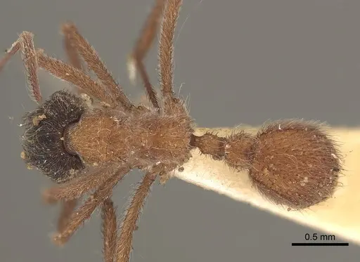 Mycetomoellerius dichrous specimen CASENT0919609 image casent0919609_1