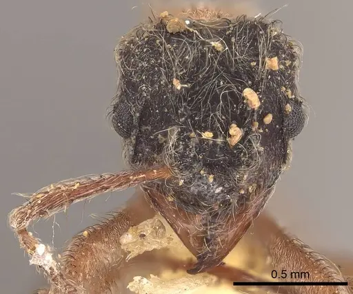 Mycetomoellerius dichrous specimen CASENT0919609 image casent0919609_2