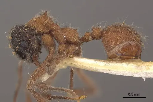 Mycetomoellerius dichrous specimen CASENT0919609 image casent0919609_3
