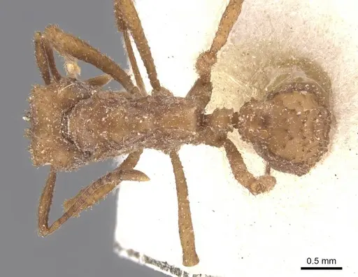 Mycetomoellerius fiebrigi specimen CASENT0912521 image casent0912521_1