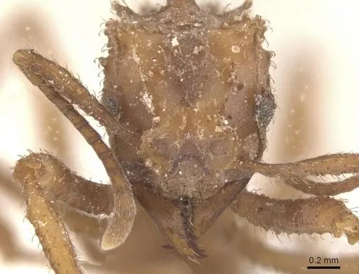 Mycetomoellerius fiebrigi specimen CASENT0912521 image casent0912521_2