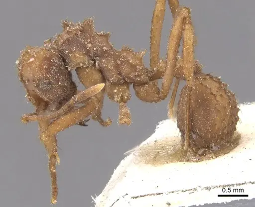 Mycetomoellerius fiebrigi specimen CASENT0912521 image casent0912521_3
