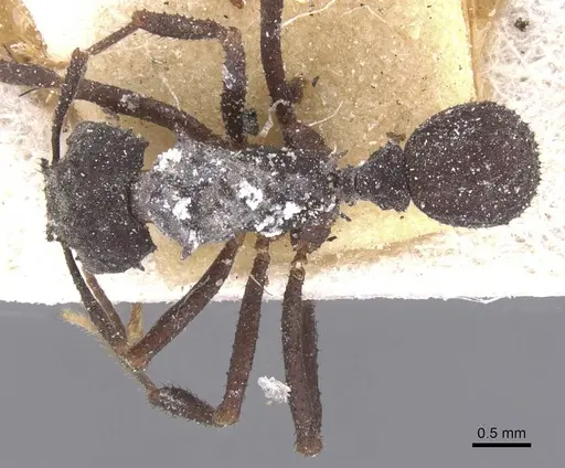 Mycetomoellerius haytianus specimen CASENT0912524 image casent0912524_1