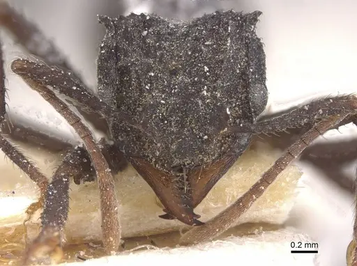 Mycetomoellerius haytianus specimen CASENT0912524 image casent0912524_2