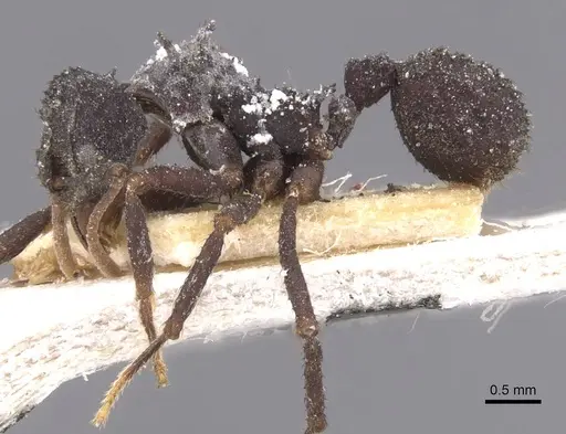 Mycetomoellerius haytianus specimen CASENT0912524 image casent0912524_3