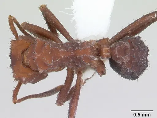 Mycetomoellerius holmgreni specimen CASENT0178106 image casent0178106_1