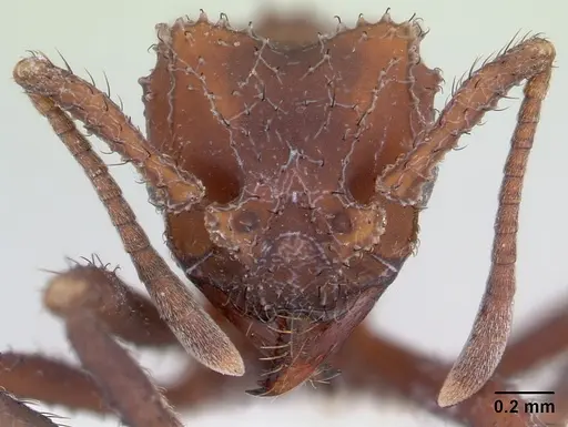Mycetomoellerius holmgreni specimen CASENT0178106 image casent0178106_2