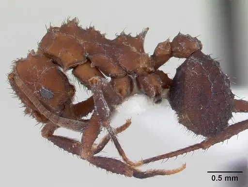 Mycetomoellerius holmgreni specimen CASENT0178106 image casent0178106_3