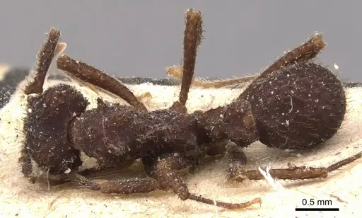 Mycetomoellerius iheringi specimen CASENT0904991 image casent0904991_1