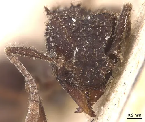 Mycetomoellerius iheringi specimen CASENT0904991 image casent0904991_2