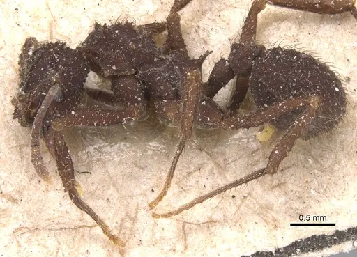 Mycetomoellerius iheringi specimen CASENT0904991 image casent0904991_3
