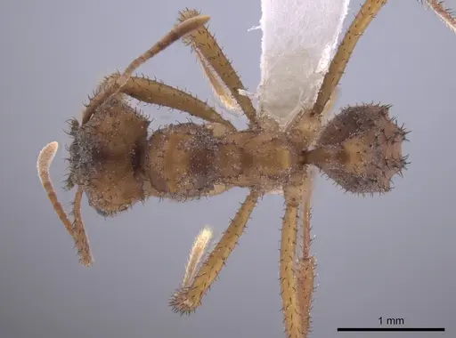 Mycetomoellerius isthmicus specimen CASENT0653671 image casent0653671_1