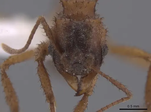 Mycetomoellerius isthmicus specimen CASENT0653671 image casent0653671_2