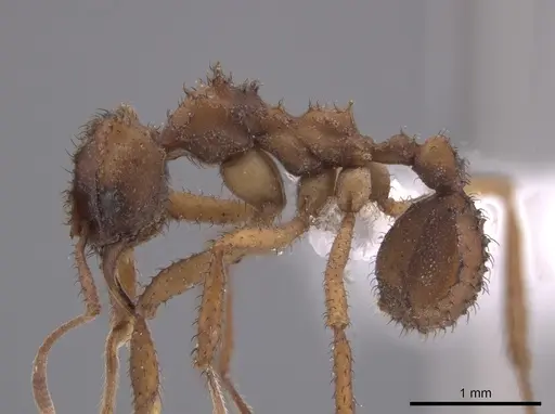Mycetomoellerius isthmicus specimen CASENT0653671 image casent0653671_3