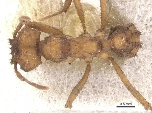 Mycetomoellerius isthmicus specimen CASENT0912522 image casent0912522_1