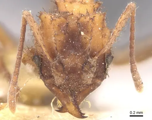 Mycetomoellerius isthmicus specimen CASENT0912522 image casent0912522_2
