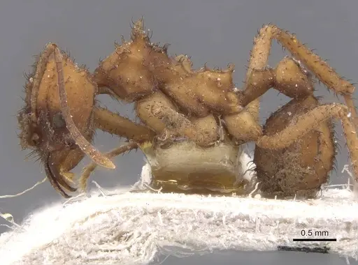 Mycetomoellerius isthmicus specimen CASENT0912522 image casent0912522_3