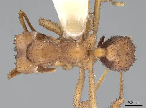 Mycetomoellerius isthmicus specimen CASENT0919985 image casent0919985_1