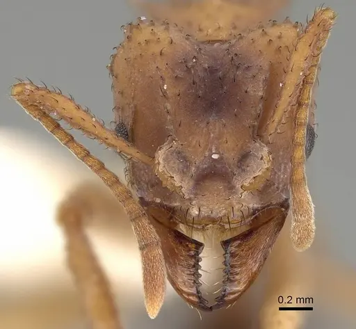 Mycetomoellerius isthmicus specimen CASENT0919985 image casent0919985_2