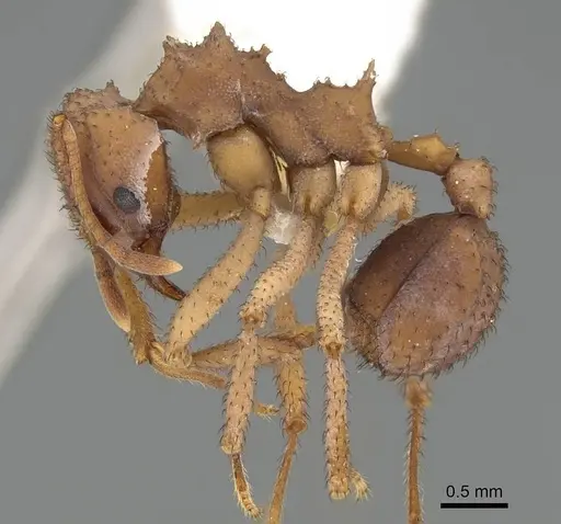 Mycetomoellerius isthmicus specimen CASENT0919985 image casent0919985_3