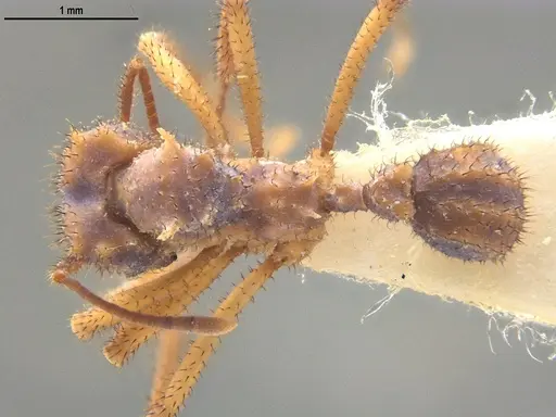 Mycetomoellerius ixyodus specimen ANTWEB1047931 image antweb1047931_1