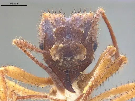 Mycetomoellerius ixyodus specimen ANTWEB1047931 image antweb1047931_2