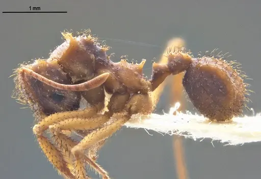 Mycetomoellerius ixyodus specimen ANTWEB1047931 image antweb1047931_3
