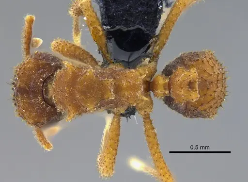 Mycetomoellerius ixyodus specimen CBUMAGENT41976 image cbumagent41976_1