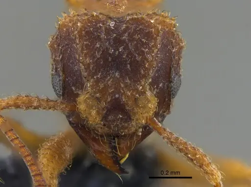 Mycetomoellerius ixyodus specimen CBUMAGENT41976 image cbumagent41976_2
