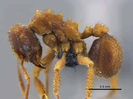 Mycetomoellerius ixyodus specimen CBUMAGENT41976 image cbumagent41976_3
