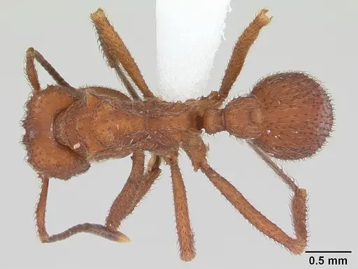 Mycetomoellerius kempfi specimen CASENT0178107 image casent0178107_1