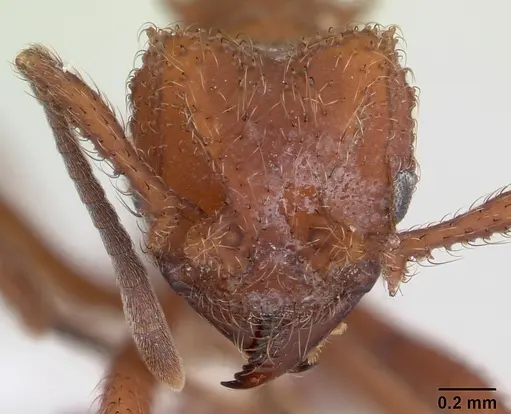 Mycetomoellerius kempfi specimen CASENT0178107 image casent0178107_2