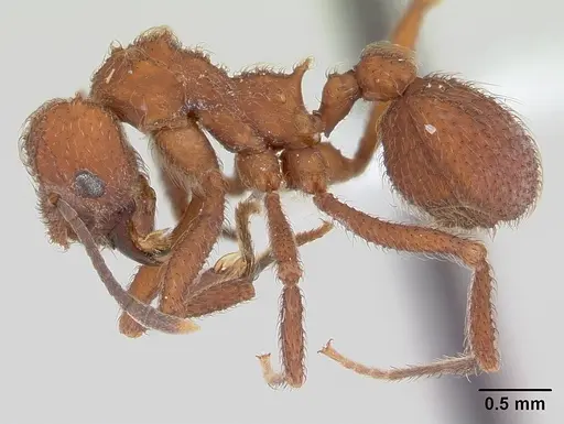 Mycetomoellerius kempfi specimen CASENT0178107 image casent0178107_3
