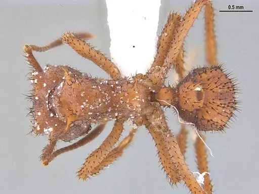 Mycetomoellerius mikromelanos specimen MZSPHYM0136490 image mzsphym0136490_1