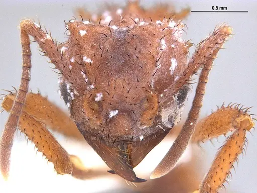 Mycetomoellerius mikromelanos specimen MZSPHYM0136490 image mzsphym0136490_2
