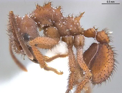 Mycetomoellerius mikromelanos specimen MZSPHYM0136490 image mzsphym0136490_3