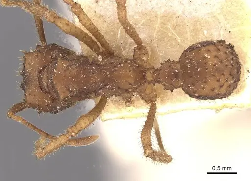Mycetomoellerius oetkeri specimen CASENT0909395 image casent0909395_1