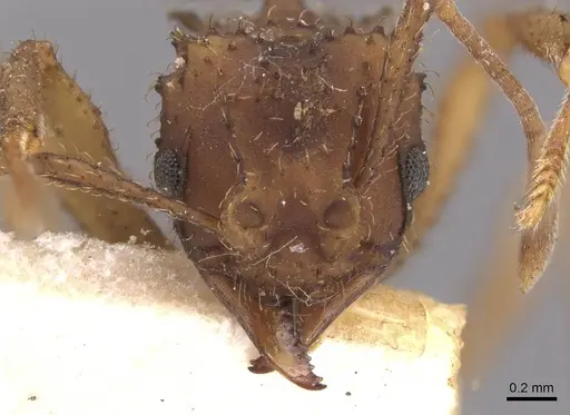 Mycetomoellerius oetkeri specimen CASENT0909395 image casent0909395_2