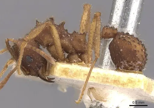 Mycetomoellerius oetkeri specimen CASENT0909395 image casent0909395_3