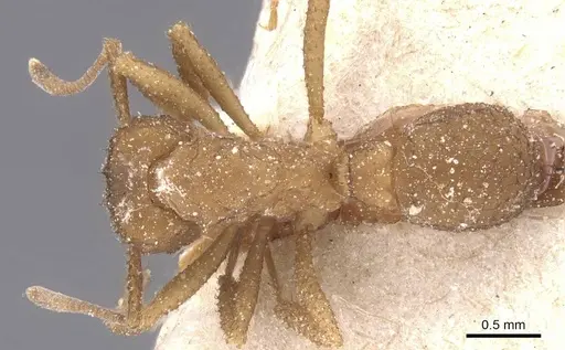 Mycetomoellerius papulatus specimen CASENT0912525 image casent0912525_1